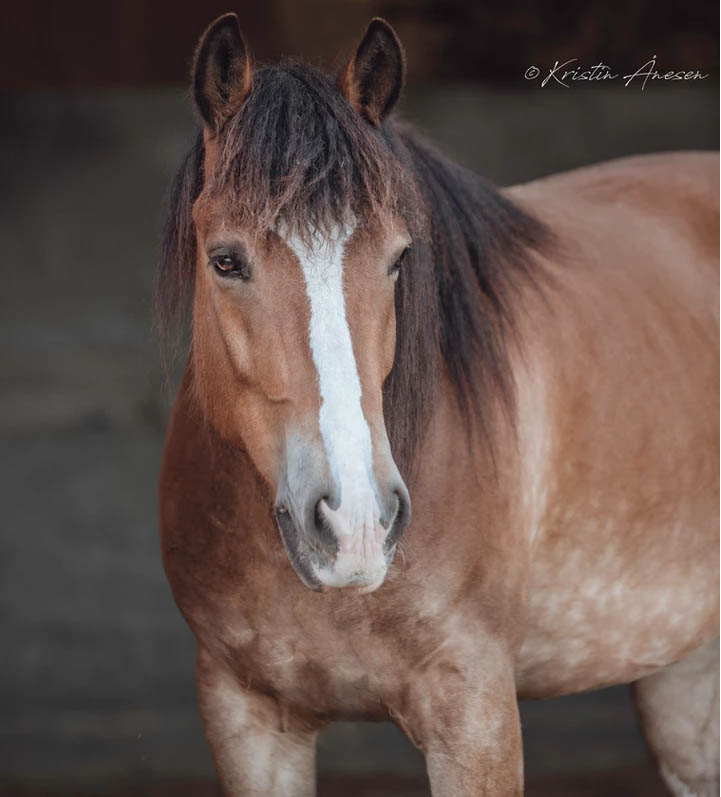 Kristin Anesen Photography - Equine Photographer, Norway