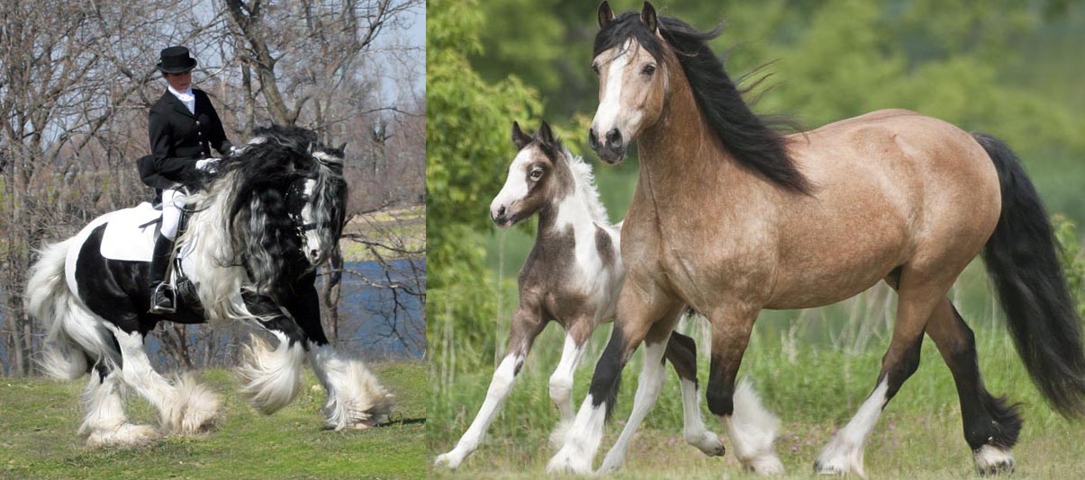 Lake Ridge Gypsy Horses, New Germany, Minnesota