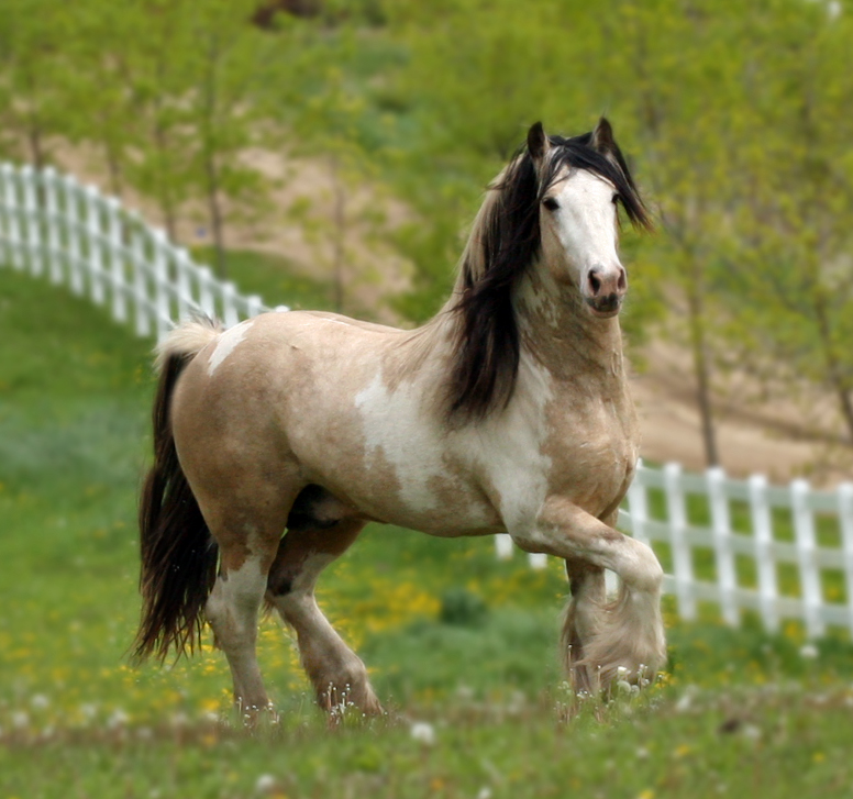 gypsy vanner buckskin paint