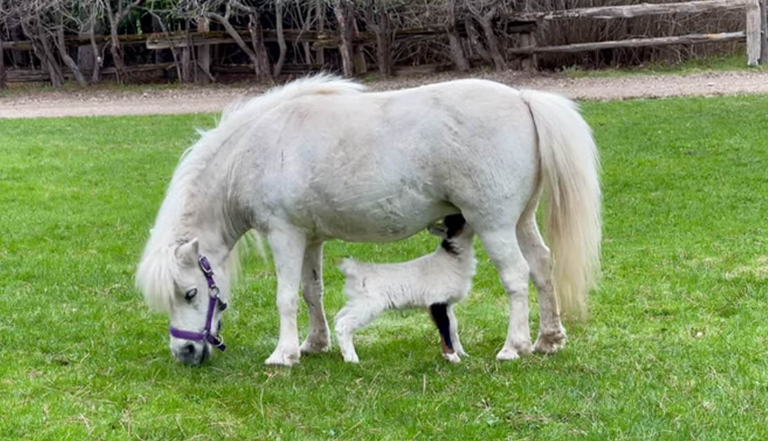 Rejected Lamb Adopted by Loving Shetland Pony
