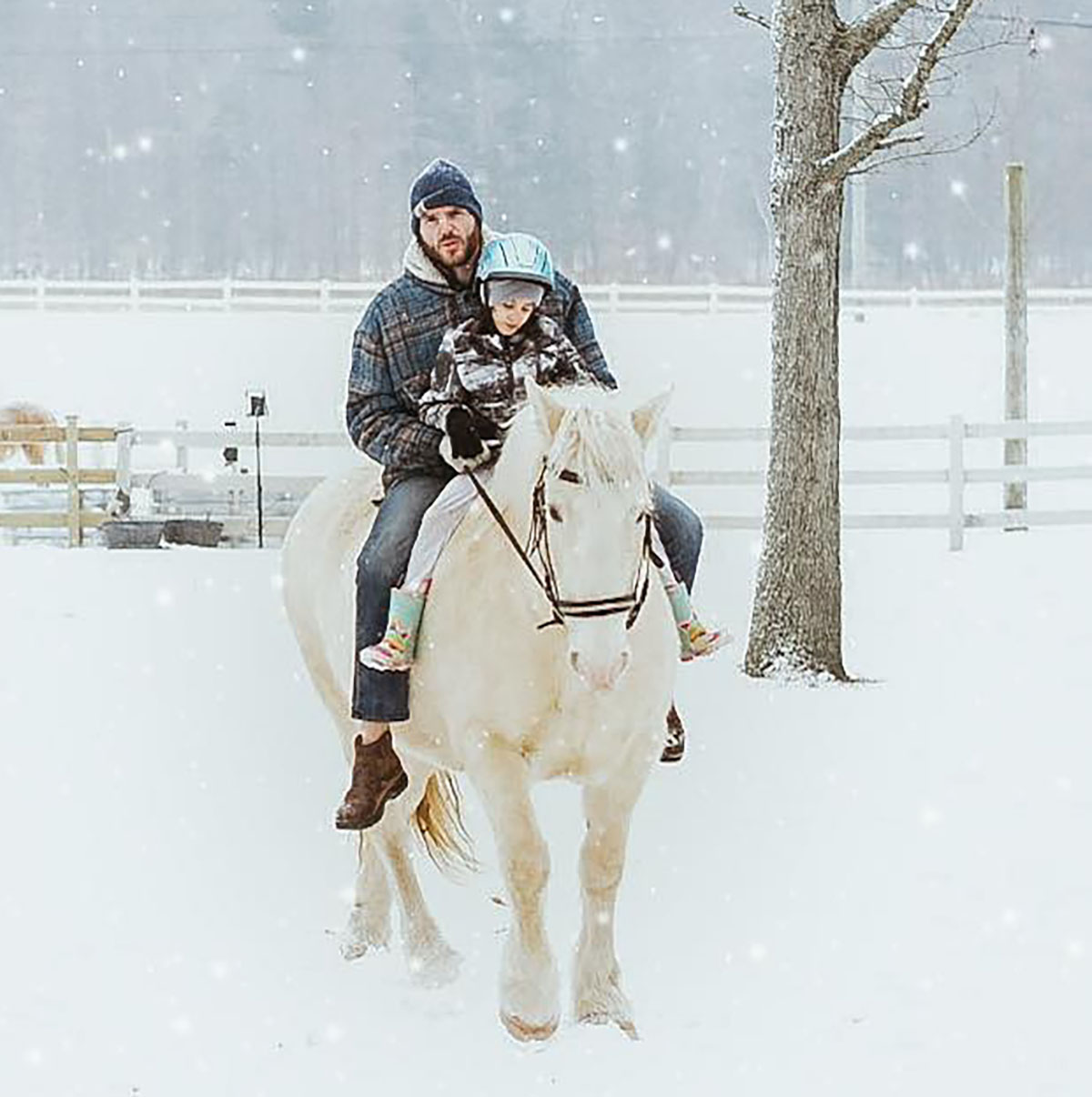 Lambright Acres - American Cream Draft Horses