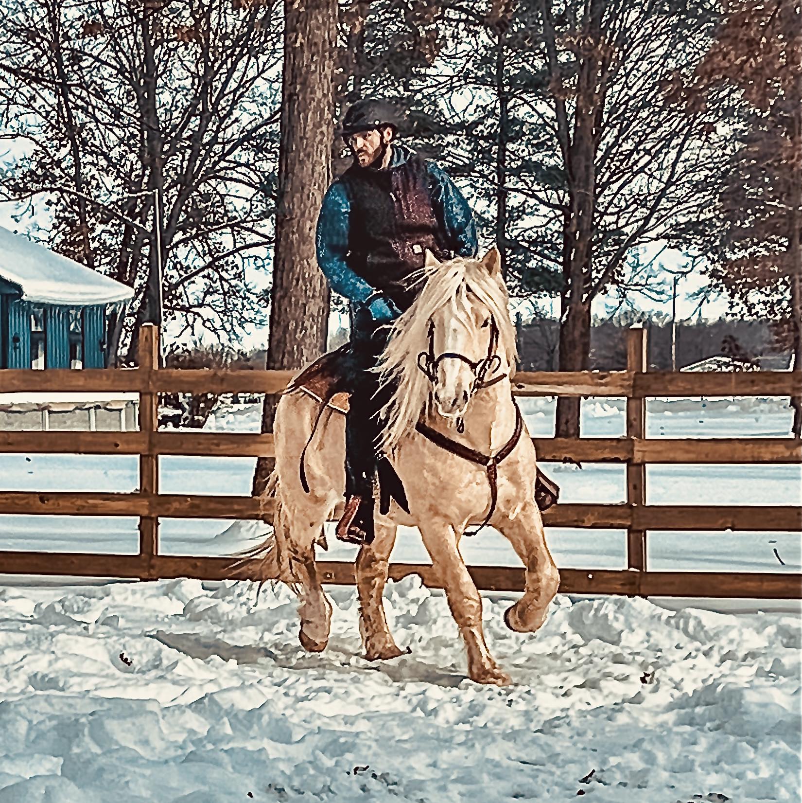 Lambright Acres - American Cream Draft Horses