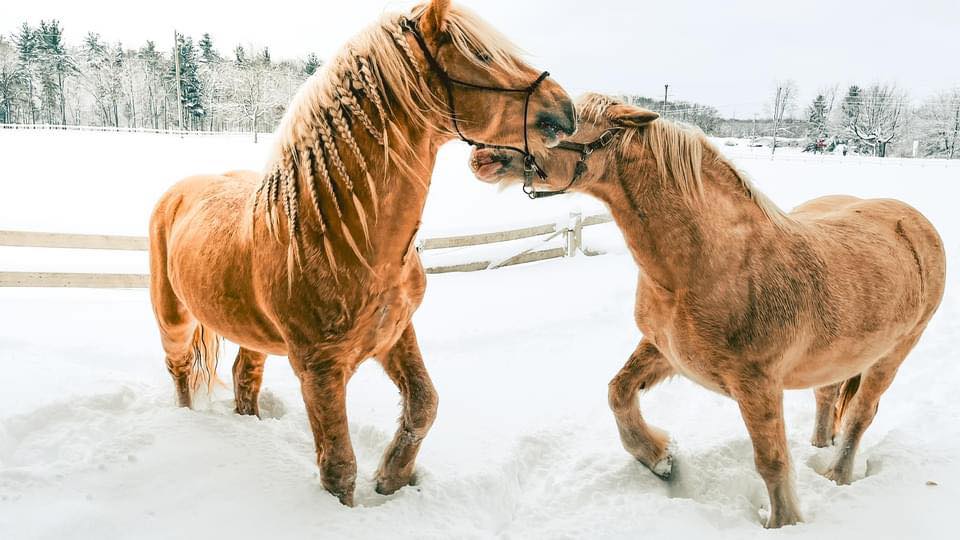 Lambright Acres - American Cream Draft Horses 