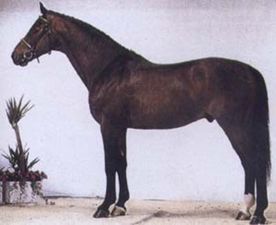 Lancier - Showjumping Stallion