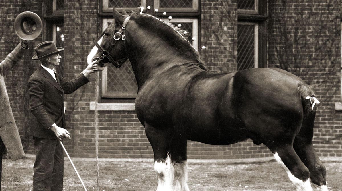 Langwater Footprint - Clydesdale Stallion