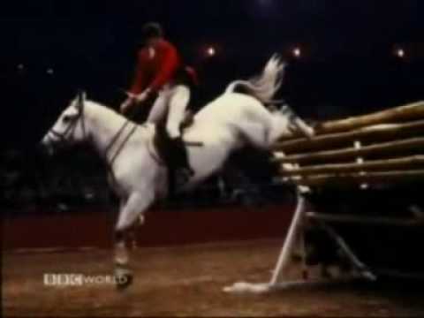 Lastic - Showjumping