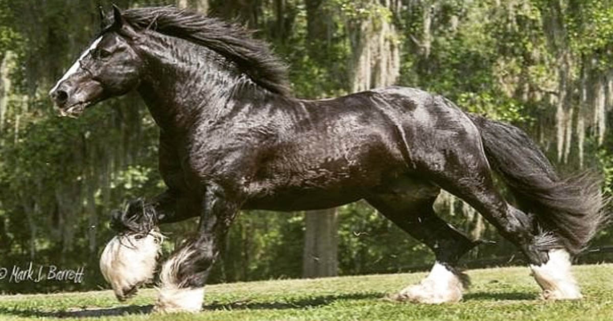 Latcho Droms Caymus - Gypsy Vanner Stallion