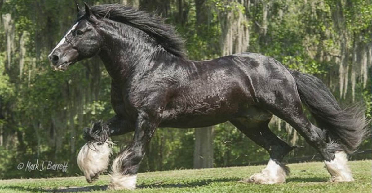 Latcho Drom Caymus (Latch Drom x Romany Rye) - Gypsy Vanner Black Stallion