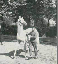 Lateran sire of Lastic