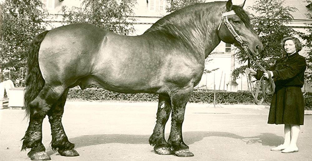 The Latvian Ardennes Horse Breed