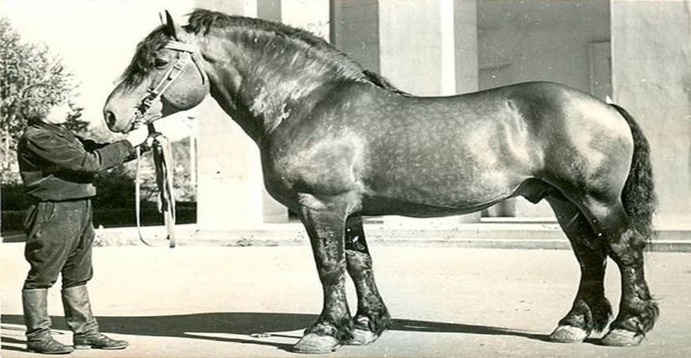 The Latvian Ardennes Horse Breed