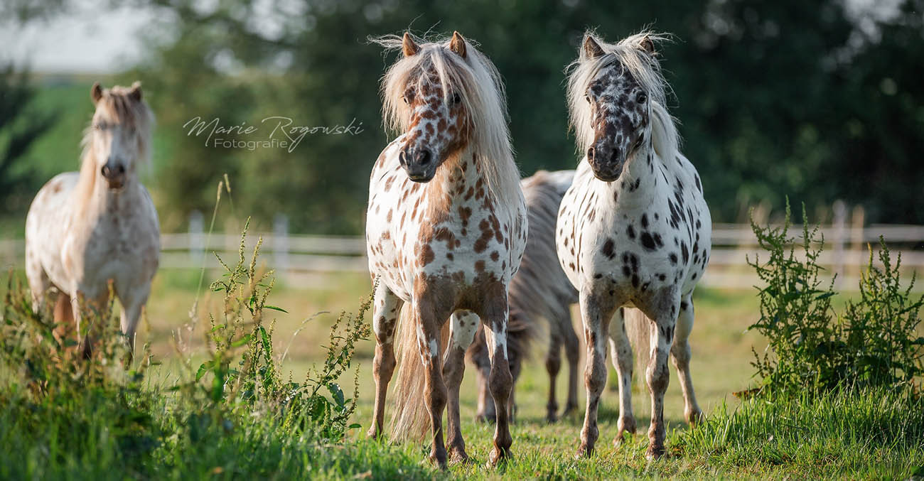 Lendorfs Mini Appaloosa, Borken, Germany