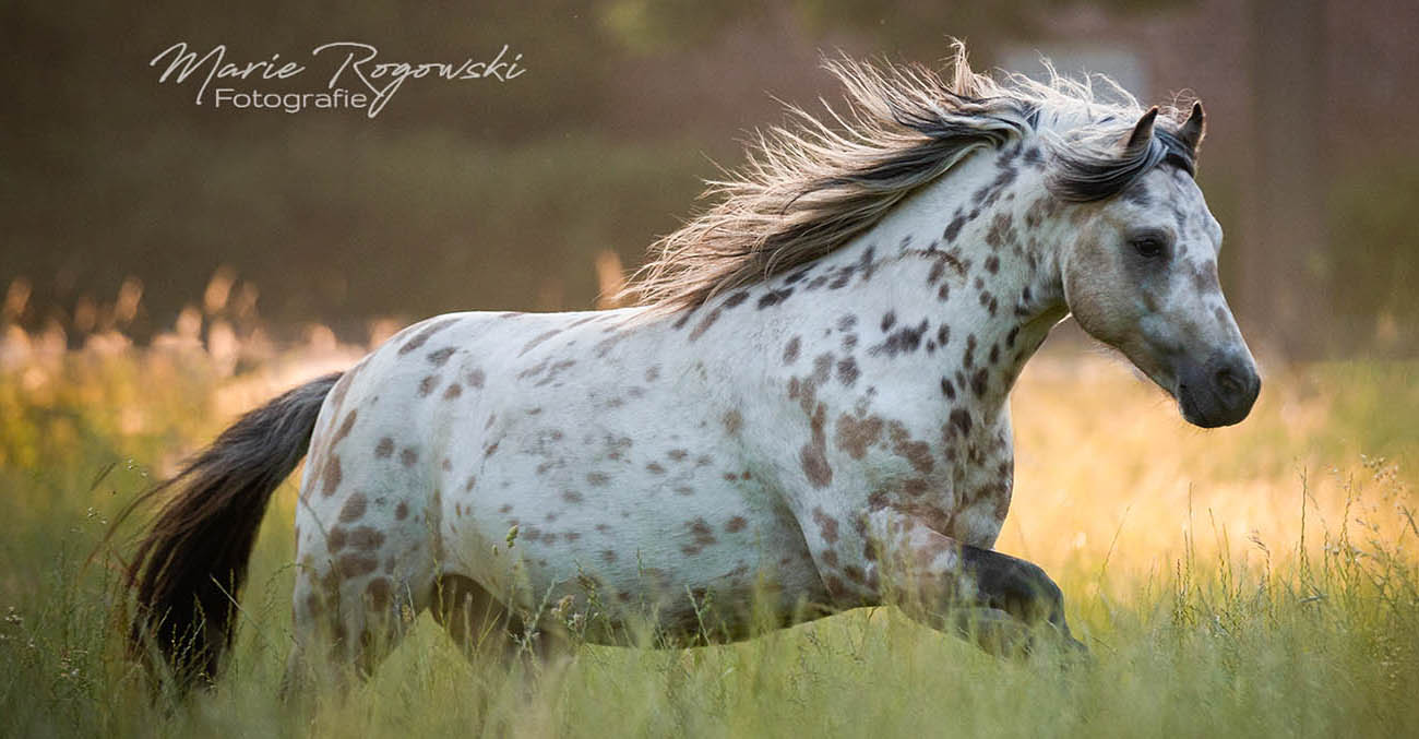 Mini Appaloosa Brood Mare and Foal - Lendorfs Mystery