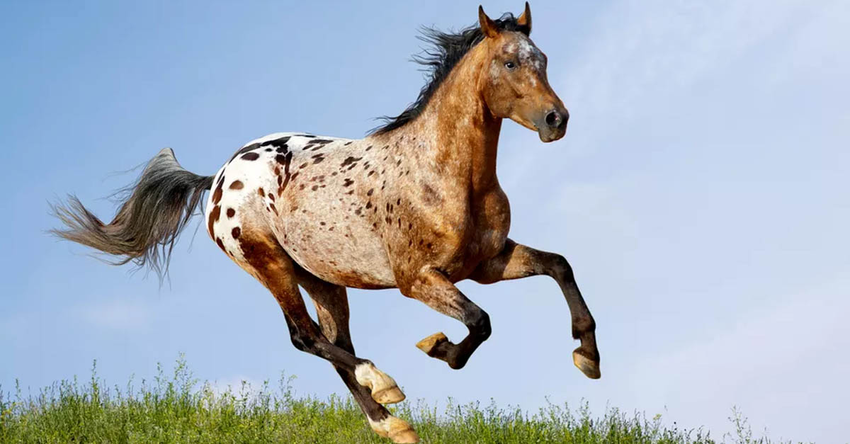 Leopard Appaloosa Quarter Horses