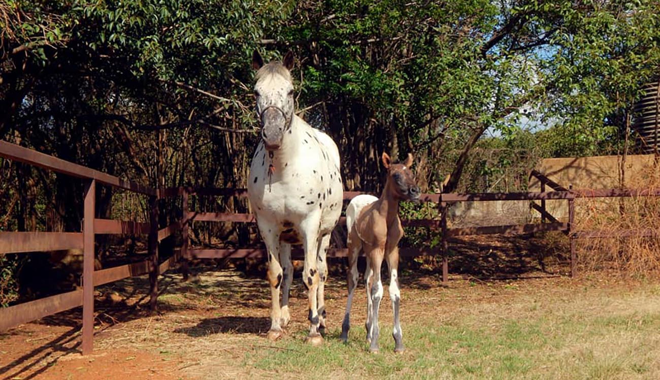 Leopard Rock Sport Horse Appaloosas