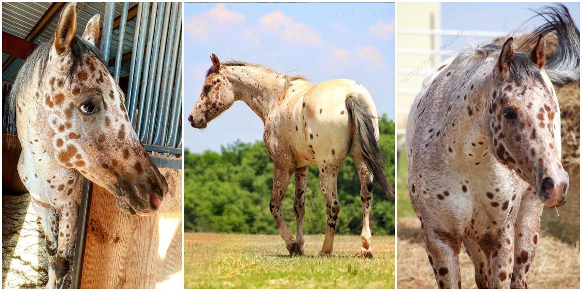 Mееt Tattoo Thе Appaloosa, A Horsе With Lеopard Spots As Cool As Him