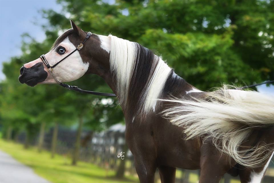 Liberty - Coloured American Miniature Horse Stallion