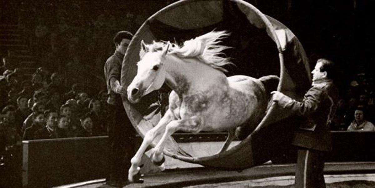 Liberty Horse, Bertram Mills Circus, Olympia, London