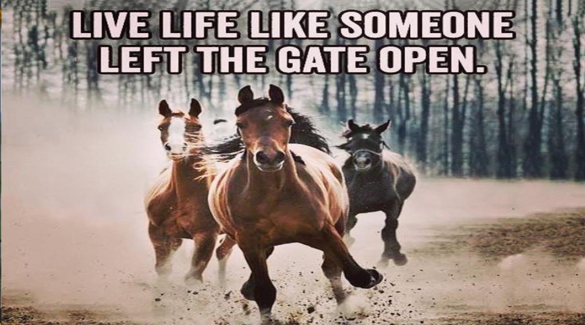 Life is much easier when you dont have to open gates