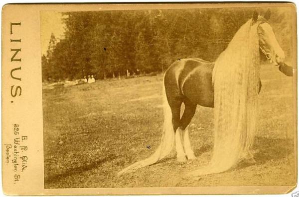 Linus Wonder Horse