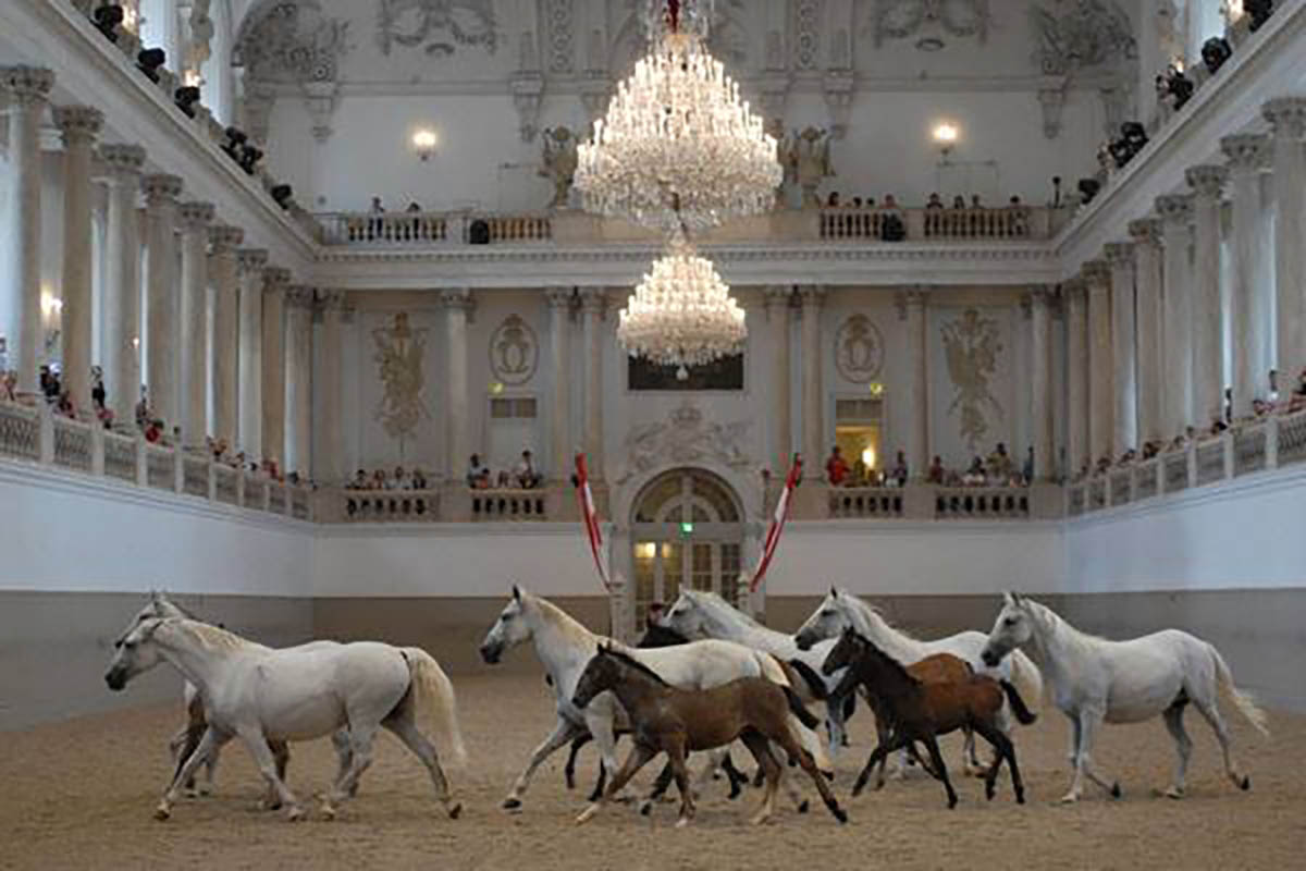 Lipizzaner Foals