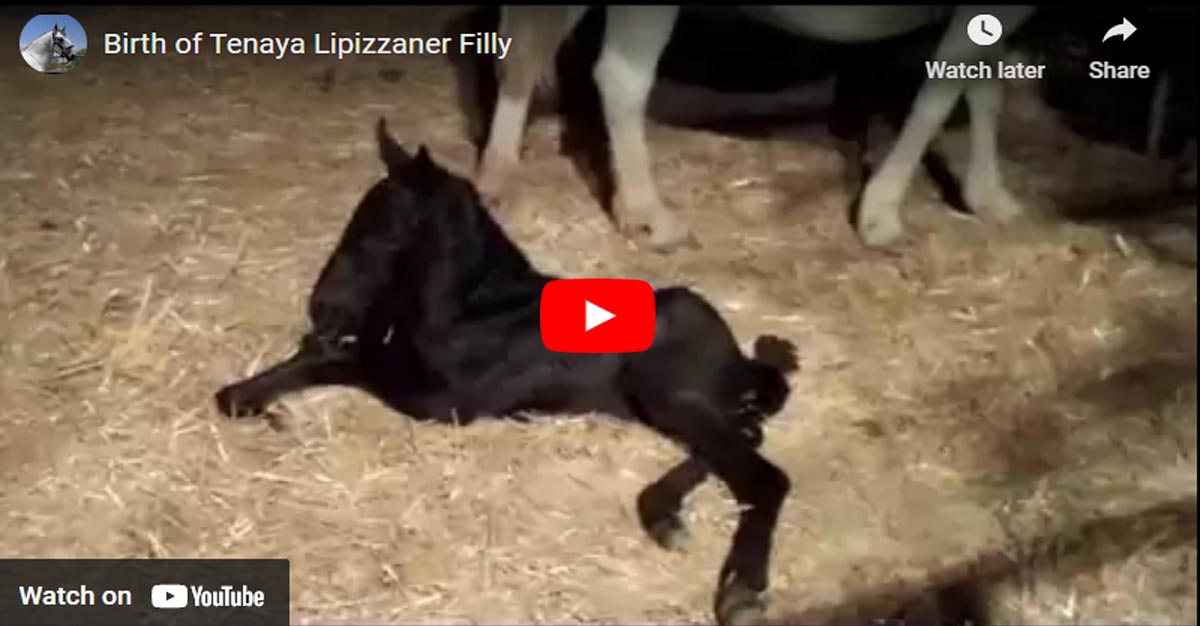 Birth of Lipizzaner Filly Foal, Tenaya @KC Ranch Lipizzaners