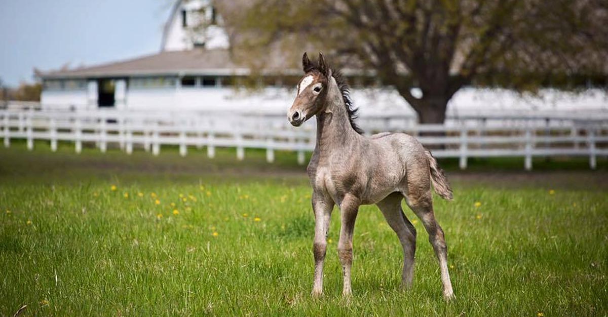 Lipizzaner Foals For Sale