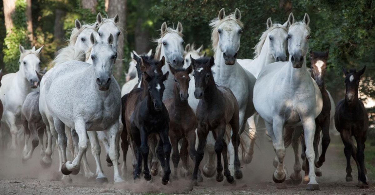 Presentation of the herd of Lipizzaner broodmares with their foals