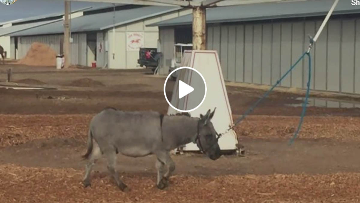 Hilarious Little Donkey Pretending To Be A Racehorse