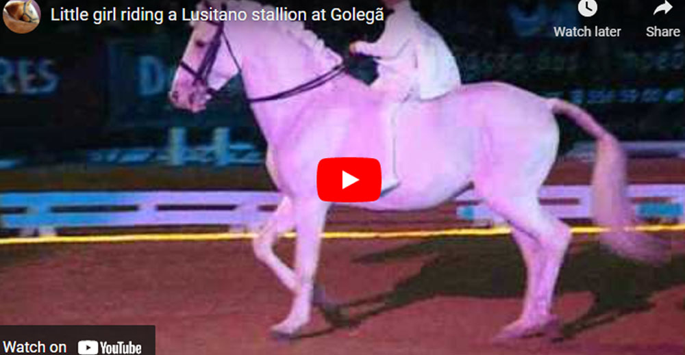 Little Girl Riding a Lusitano Stallion at Golega