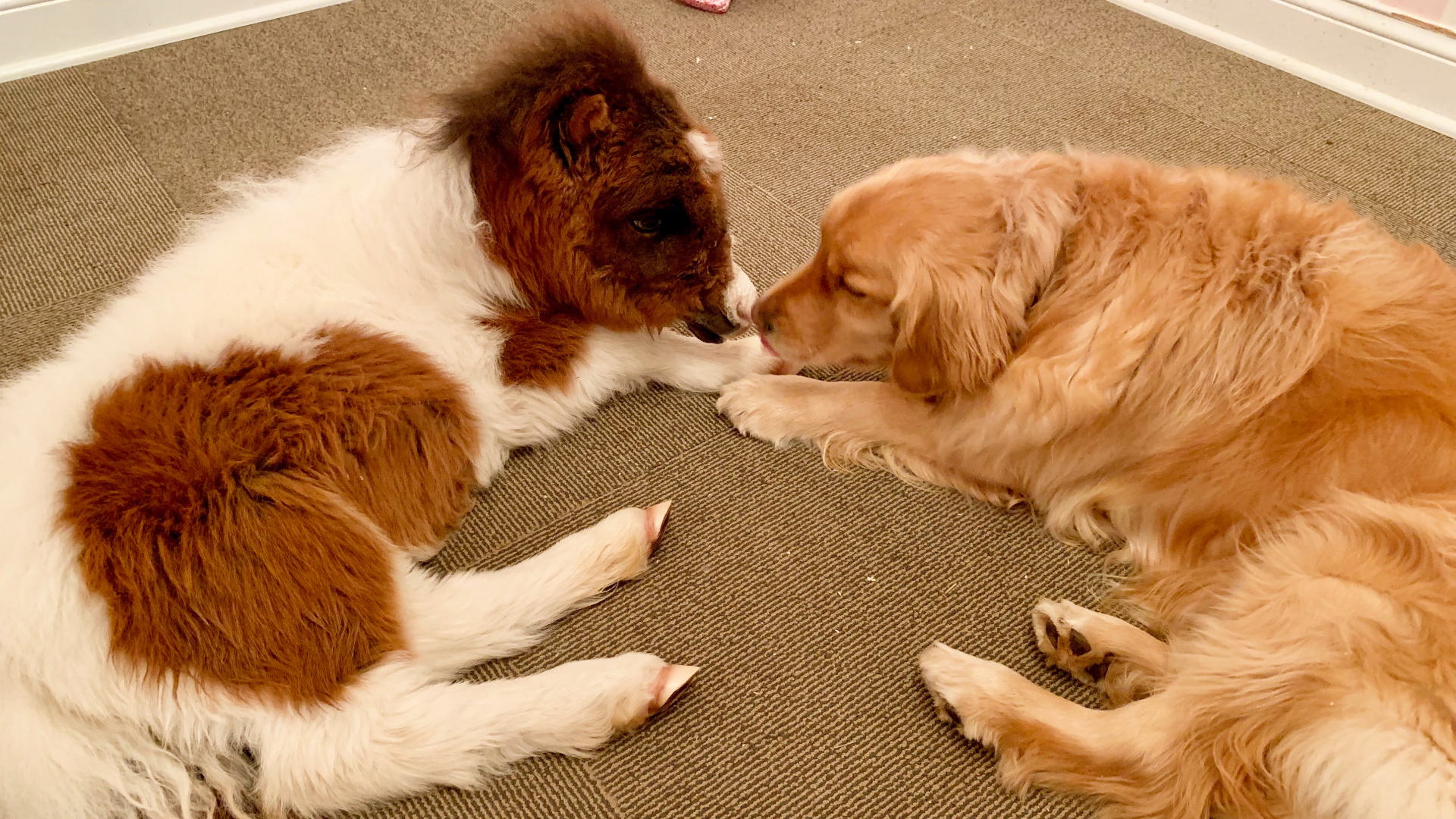 This fuzzy little horse is smaller than a golden retriever