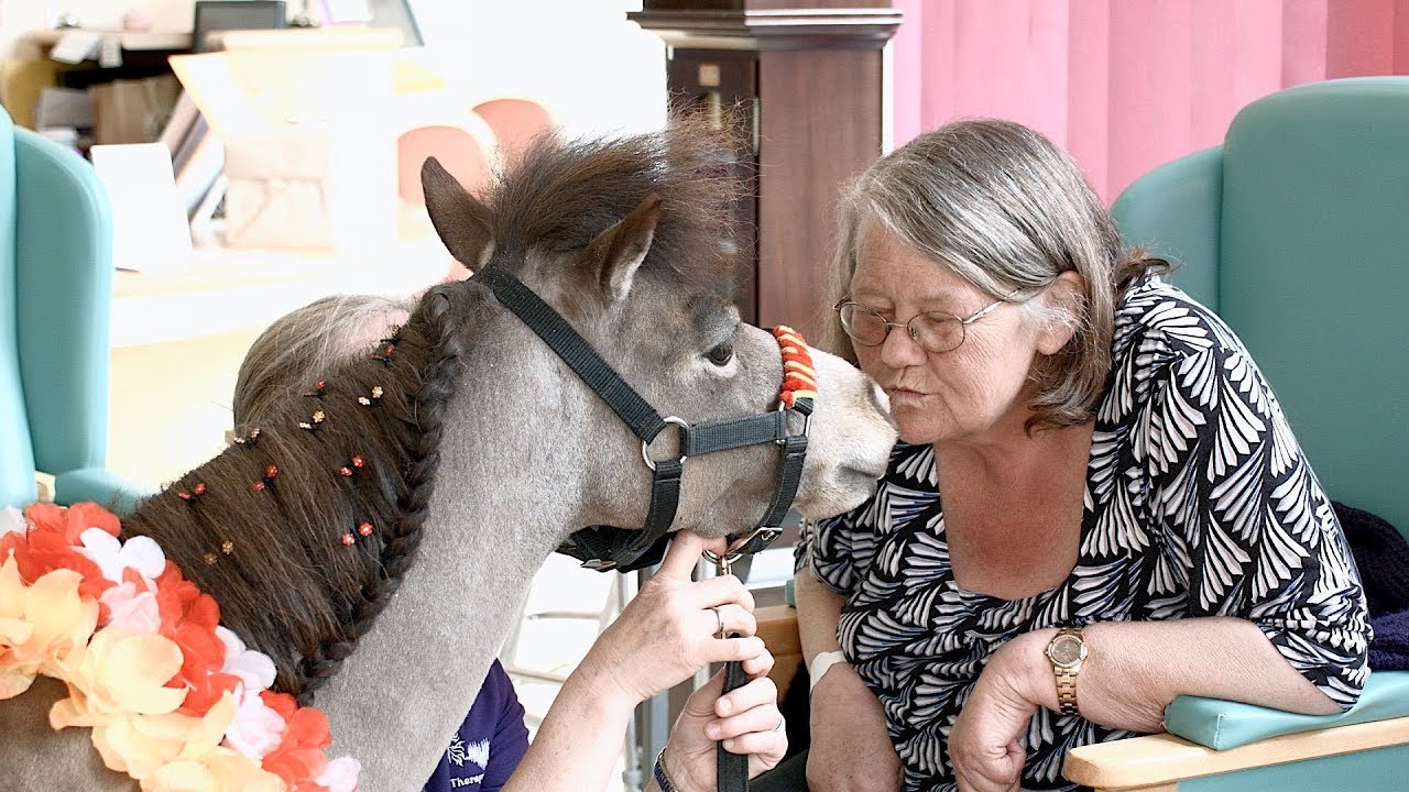 Lofty the therapy horse brings joy to older people at Yeovil District Hospital