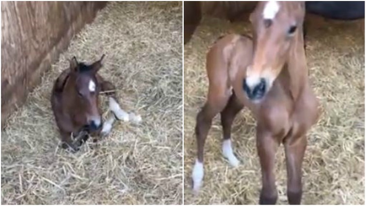 Lola the chatty foal - What a cutie @Bayfield Stud