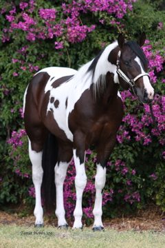 Coloured Stallion - Lookin Treasured