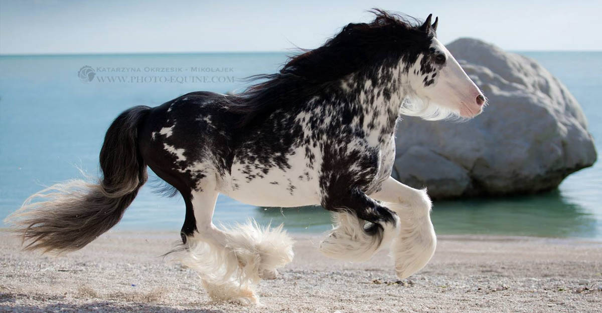 Gypsy Cob Stallion - Lord Darius