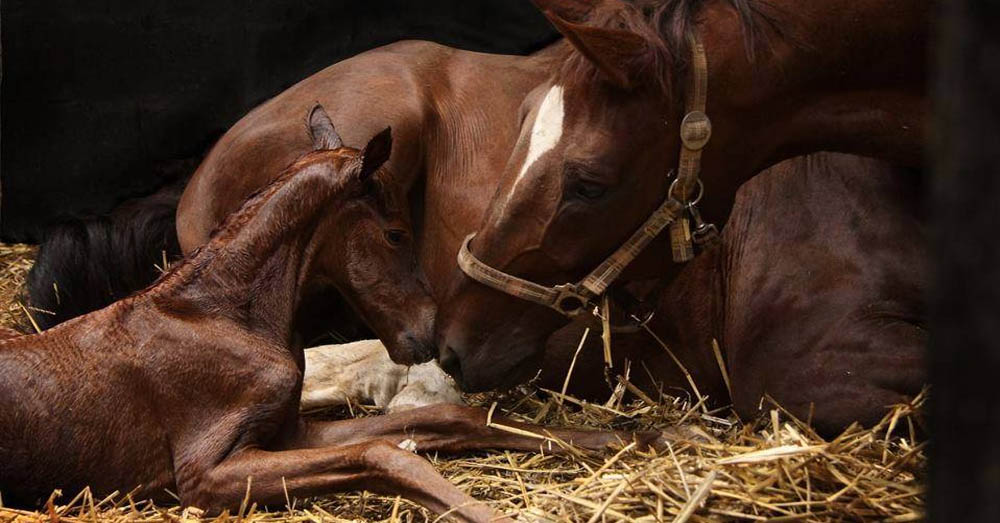 Lovely Mare and Foal