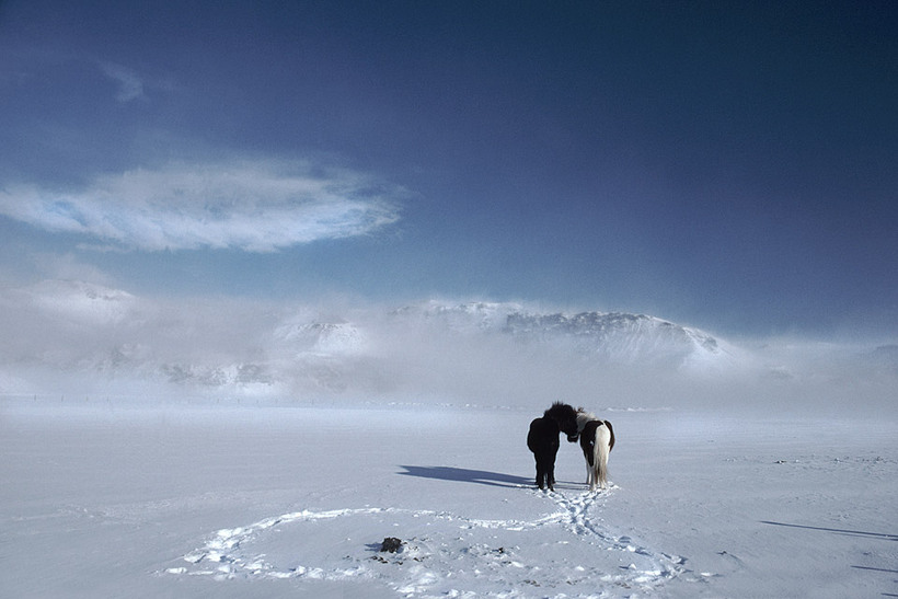 Lovely Vision Of Two Gorgeous Icelandic Horses