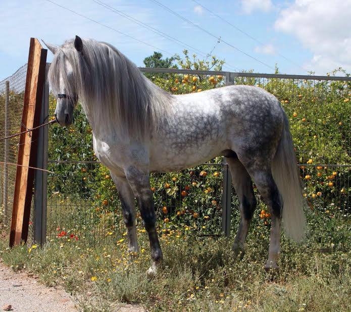 Lusitano