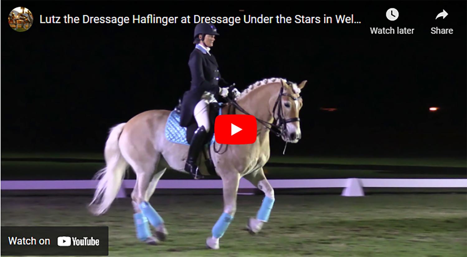 Lutz the Dressage Haflinger at Dressage Under the Stars in Wellington