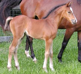 Magnolia - Pony Foal