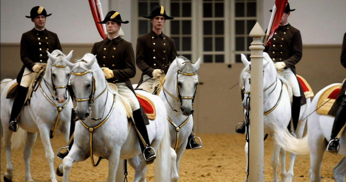 Impressive Performance And Majestic Lipizzaner Stallions