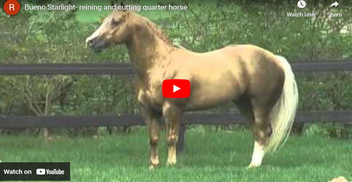 Bueno Starlight - Majestic Palomino Stallion Galloping In The Pasture