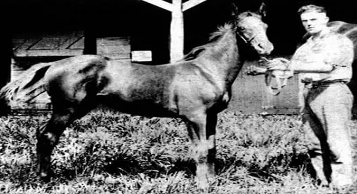 Racehorse Man o` War as a foal born in 1917