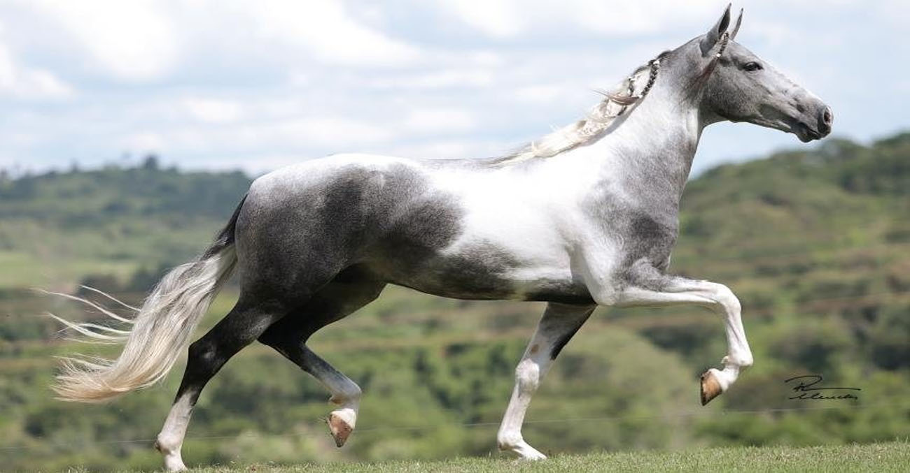 Mangalarga Marchador (Brazilian Horse Breed) - Gorgeous Adorable Beautiful Stunning