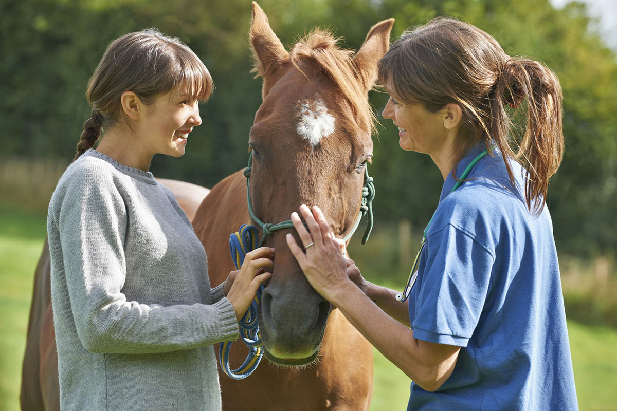 Many Ways To Stay Around Horses While Being Horseless