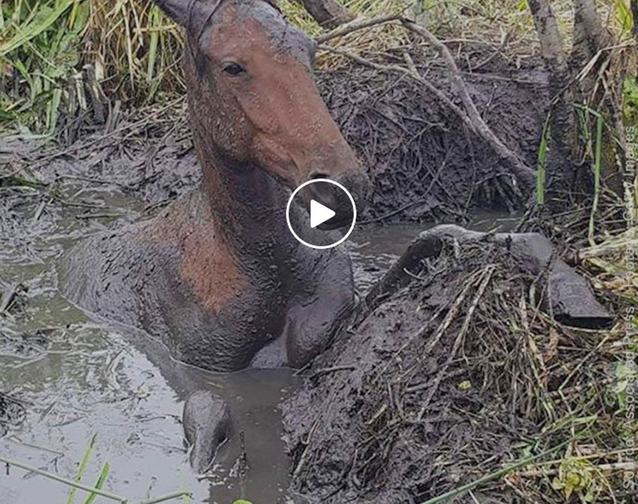 Mare is Rescued from Mud Pond
