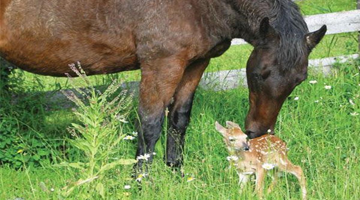 Mare adopts baby fawn