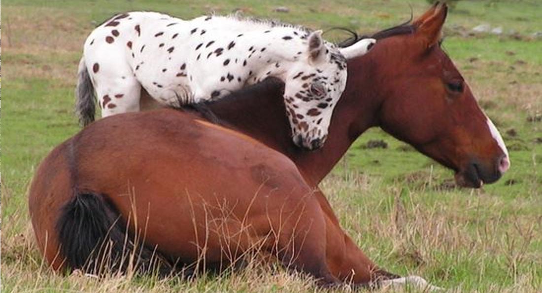 Mare and Foal