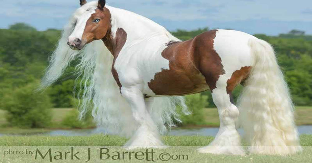 Mark J Barrett, Florida Horse Photographer