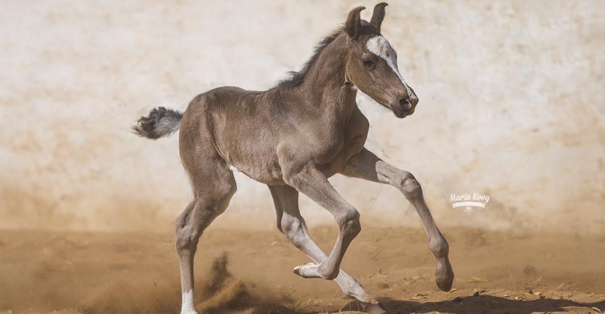 Marwari Horse Breeders - Manaklao Marwari Horse